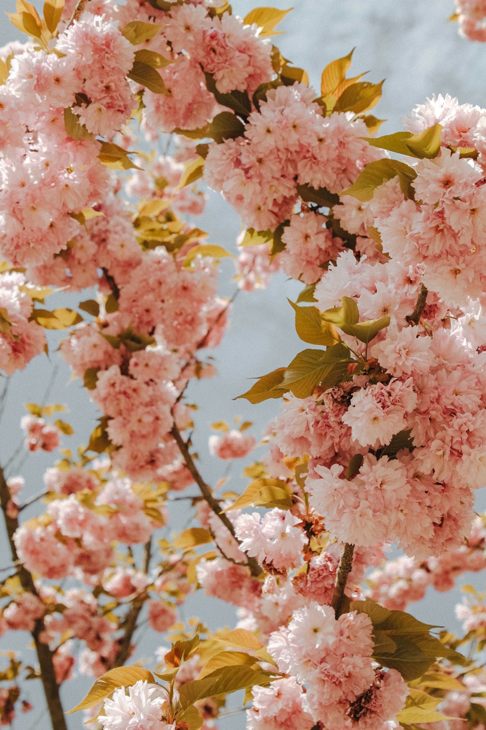 pink petaled flower close-up photography