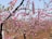 Cherry blossom trees laden with vibrant pink flowers create a stunning display in an orchard. The blossoms are in full bloom, contrasting beautifully with the branches and the earthy tones of the ground.