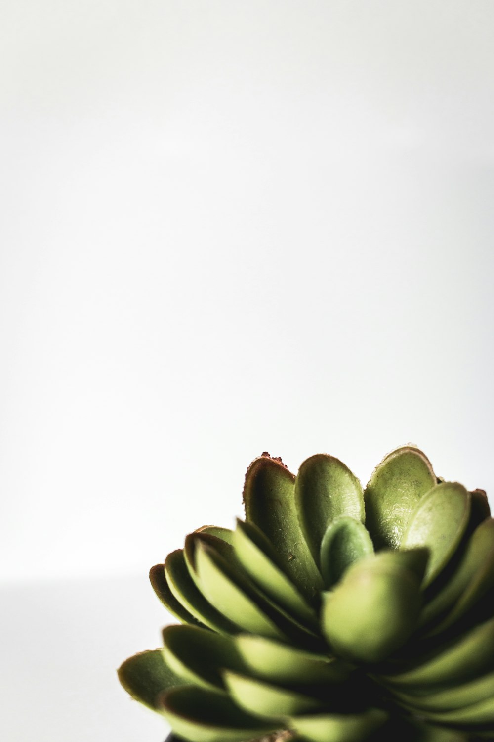 green succulent plant