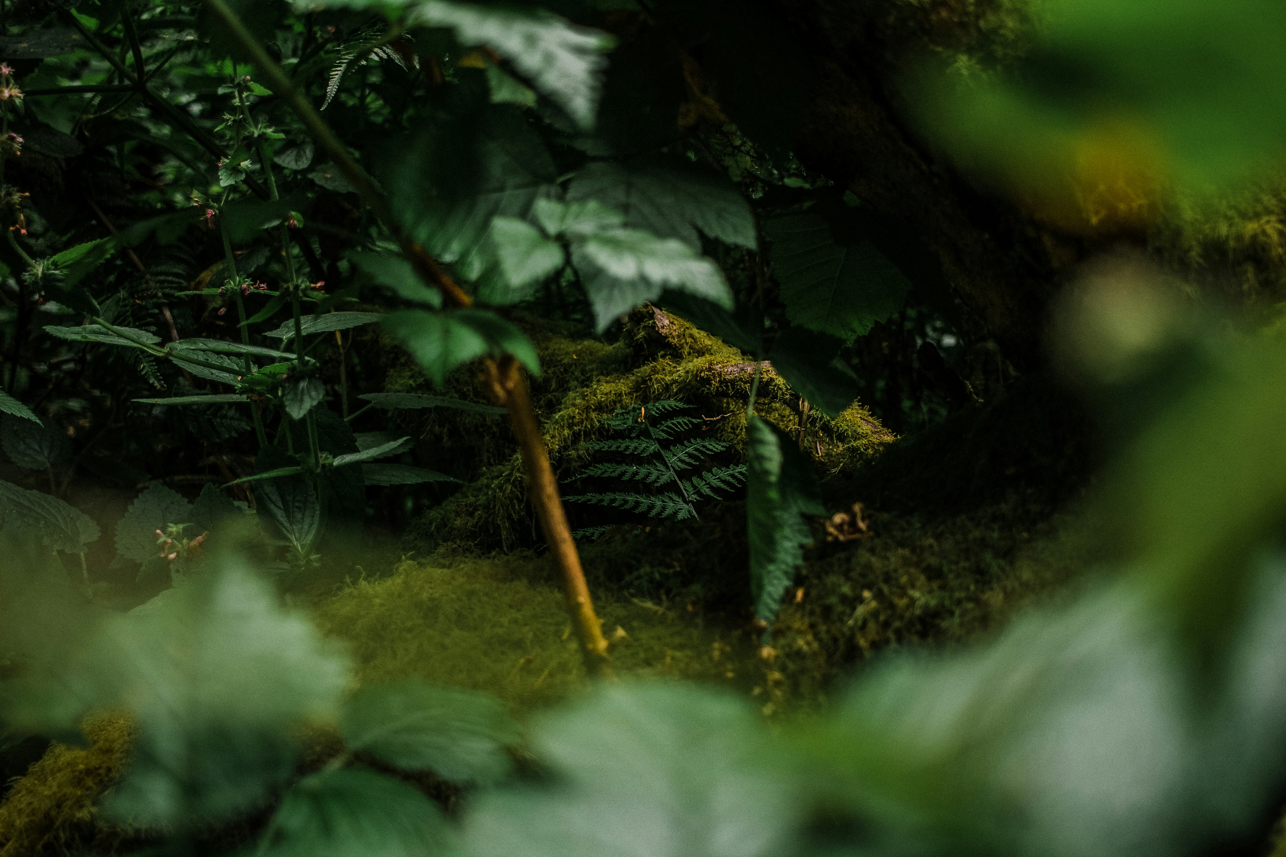 Photo by oddityandgrace