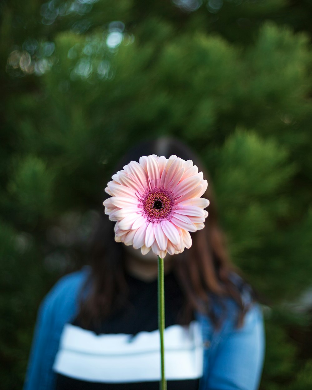 white and pink petaled flower