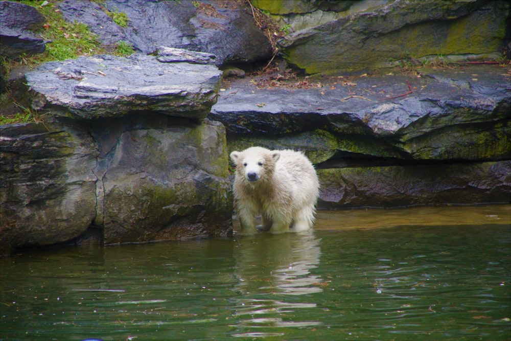 white polar bear