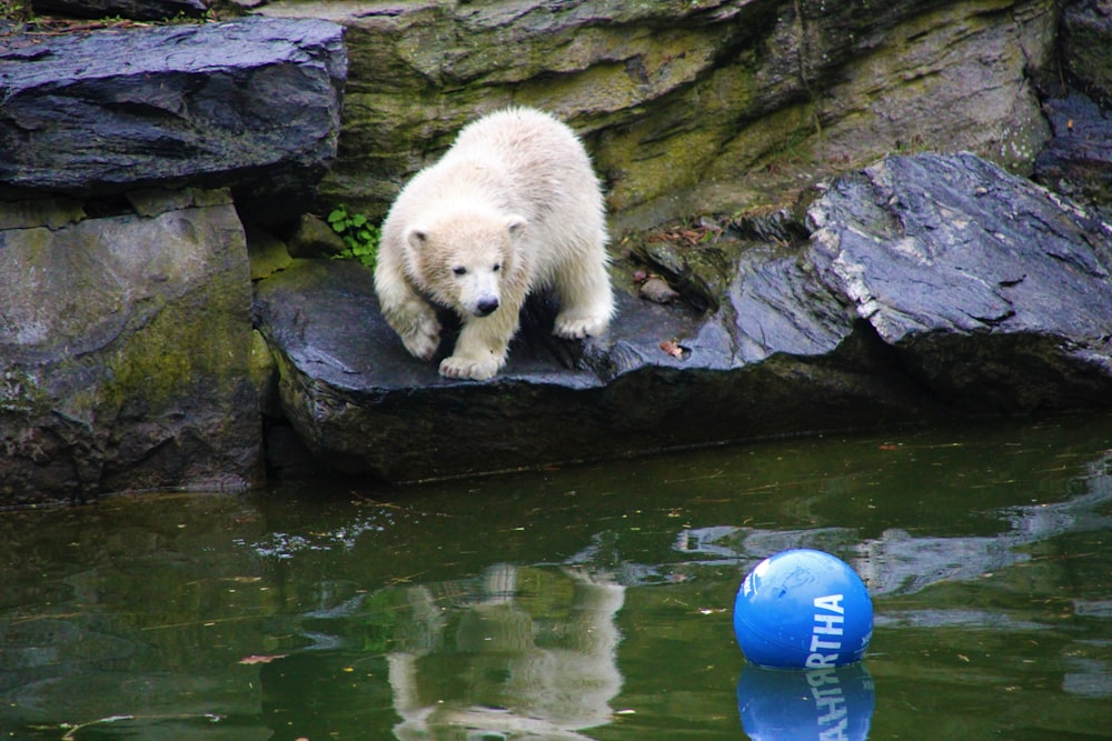 white polar bear near body of water during daytime