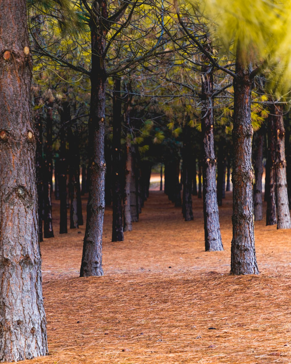 a park bench sitting in the middle of a forest