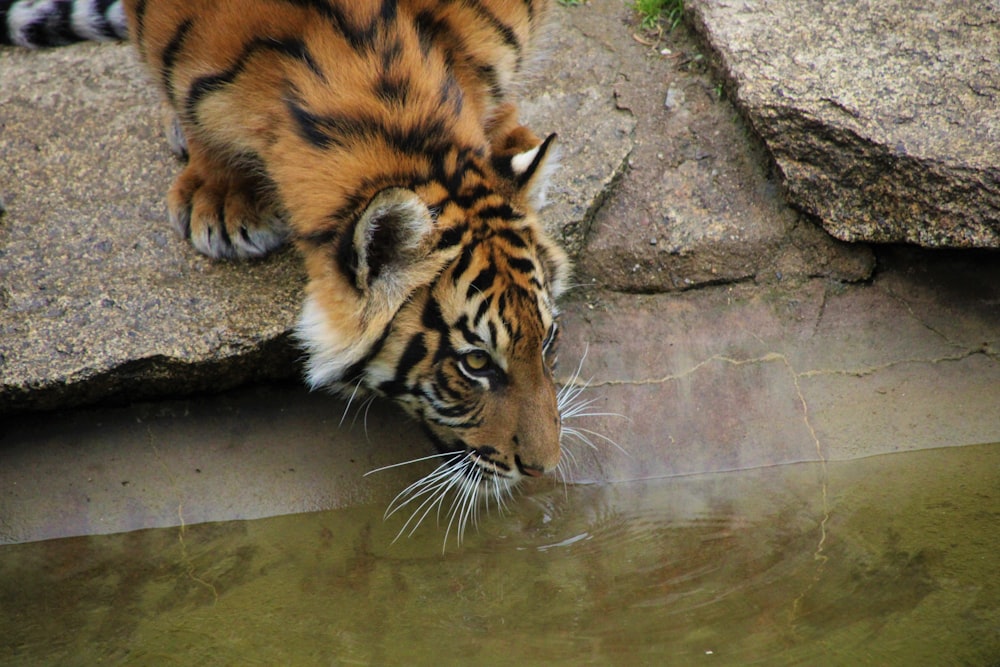 Erwachsener Tiger trinkt Wasser aus dem Fluss
