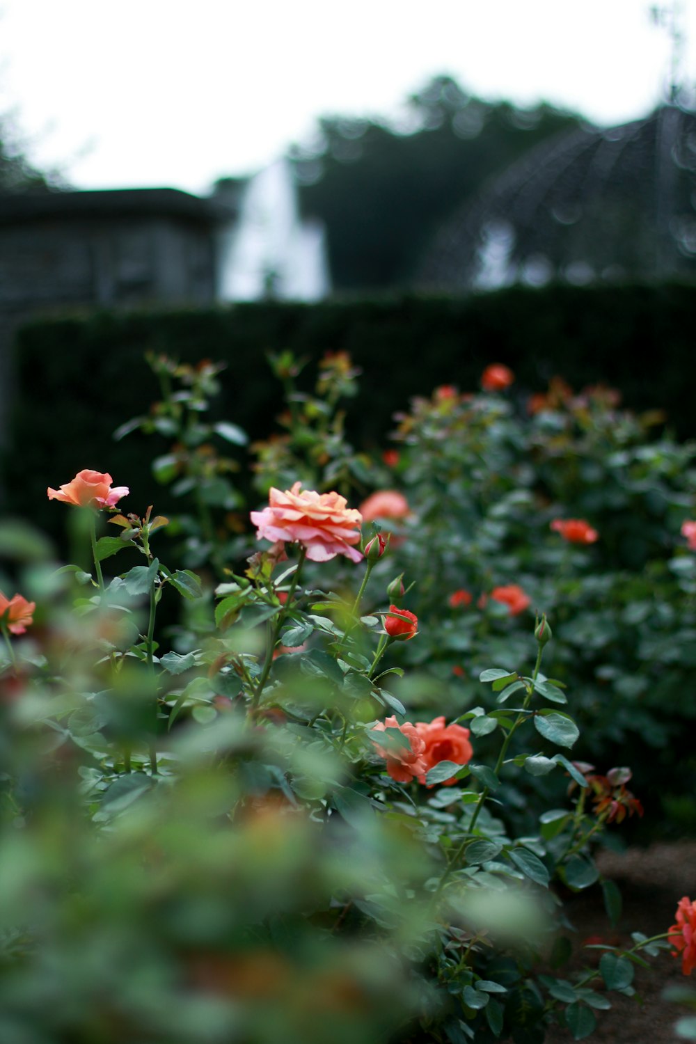 pink petaled flower