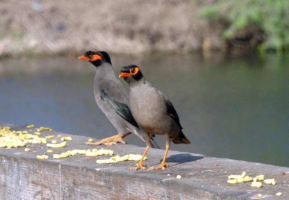 shallow focus photo of black and gray birds