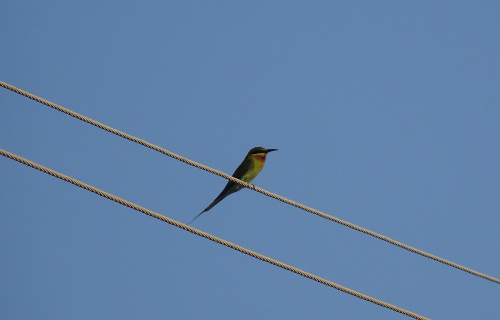 yellow bird on wire