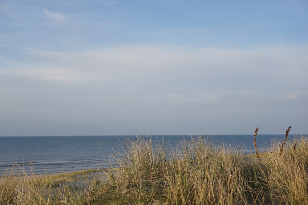 brown grass near ocean during daytime