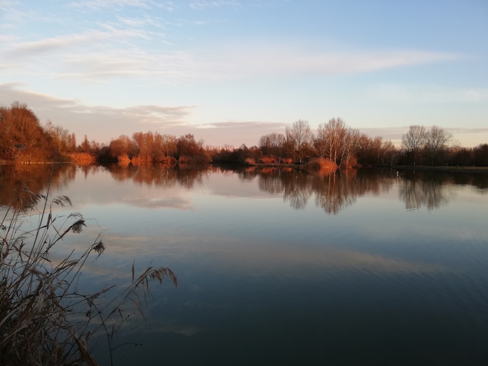 bare trees beside calm body of water during daytime