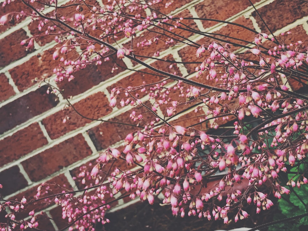 pink flowers beside brick wall