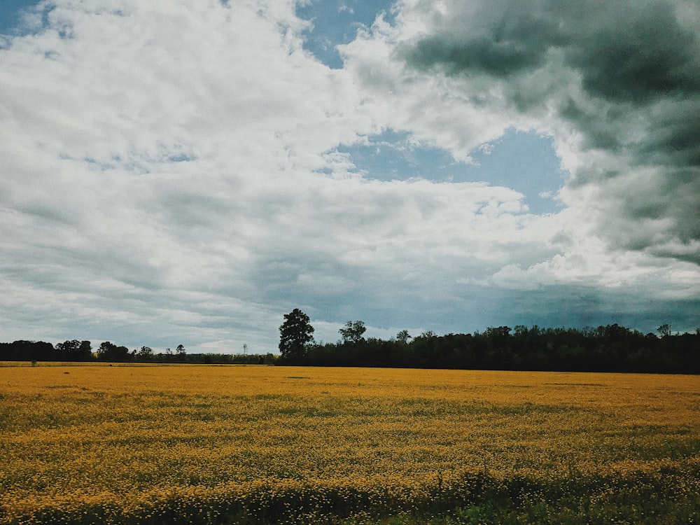 green trees near open field during daytime