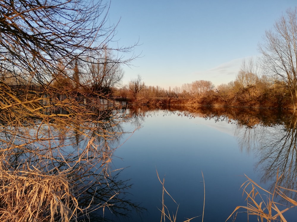 body of water near leafless tree