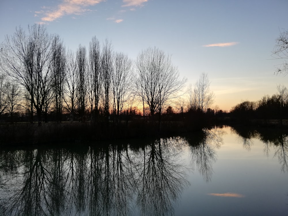 body of water beside trees