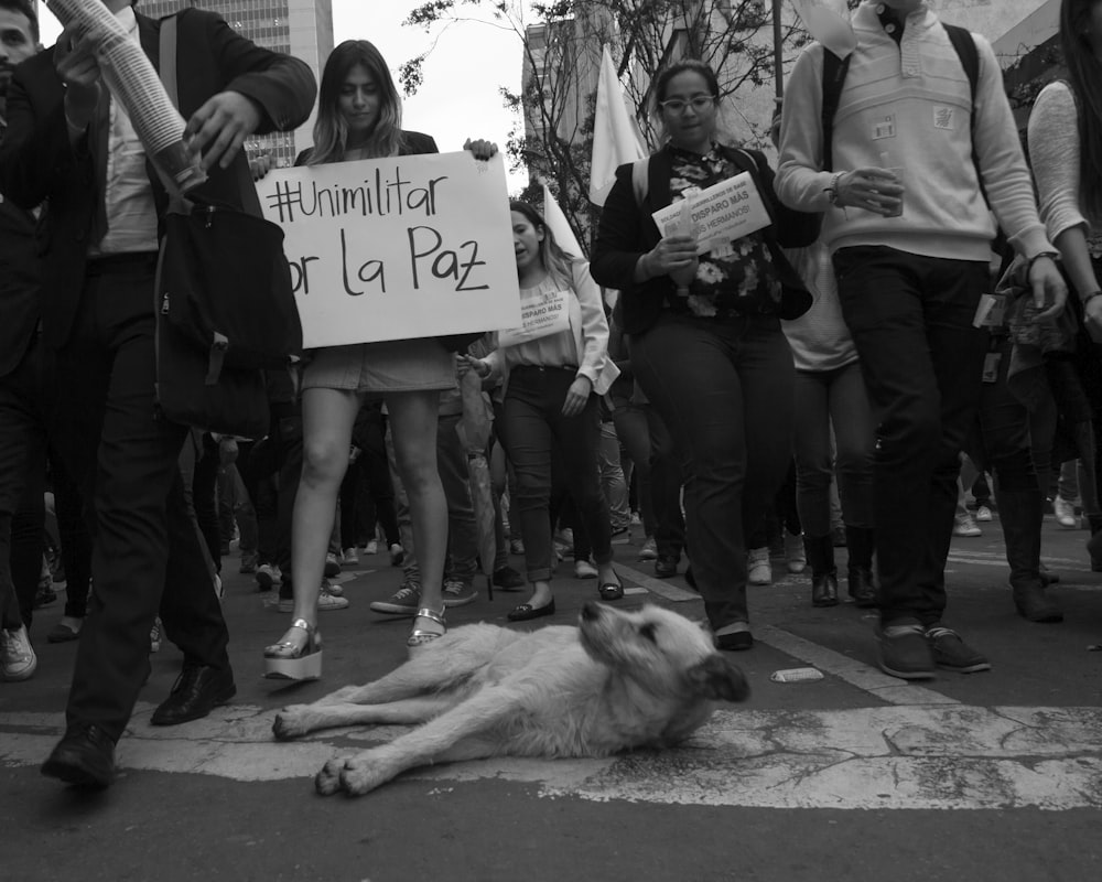 dog lying near protesters