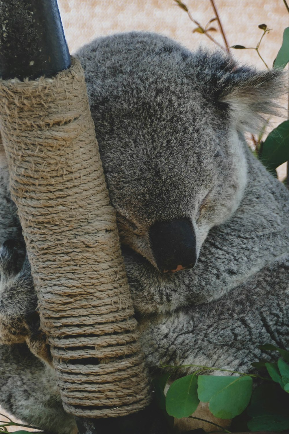 grey koala bear in close-up photography