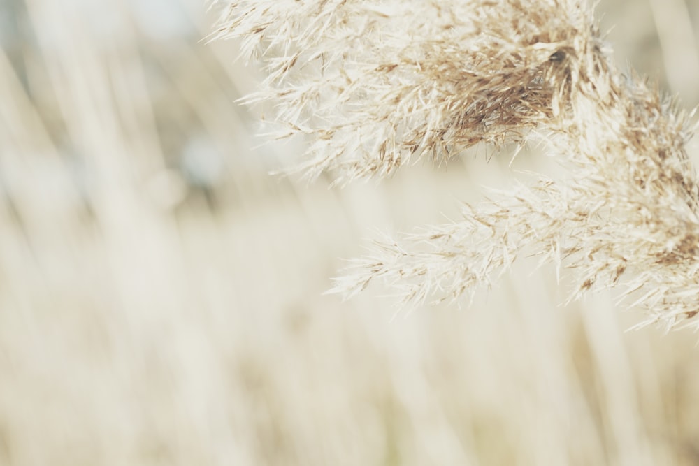 biokeh photography of brown leaf