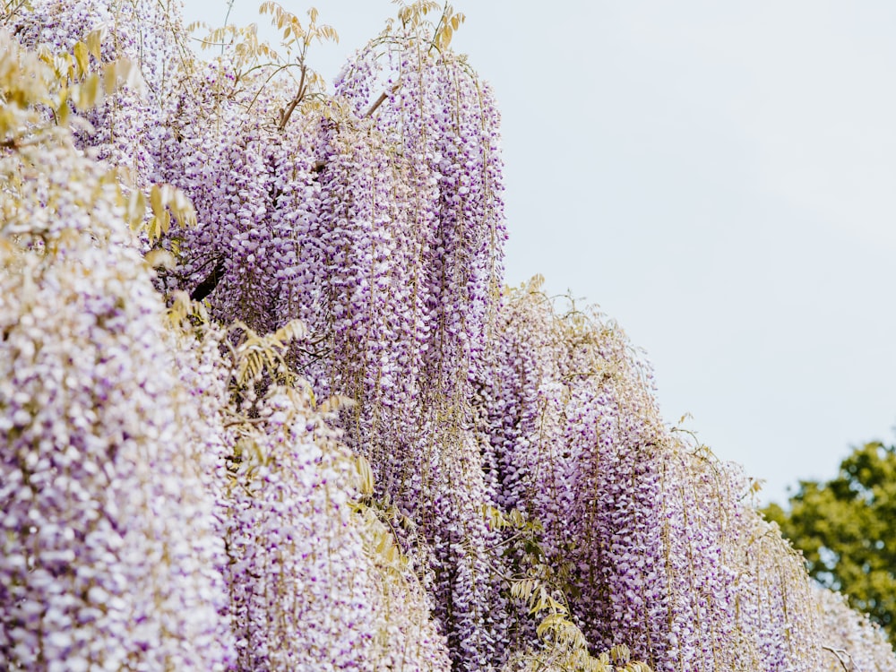 white and purple flowers