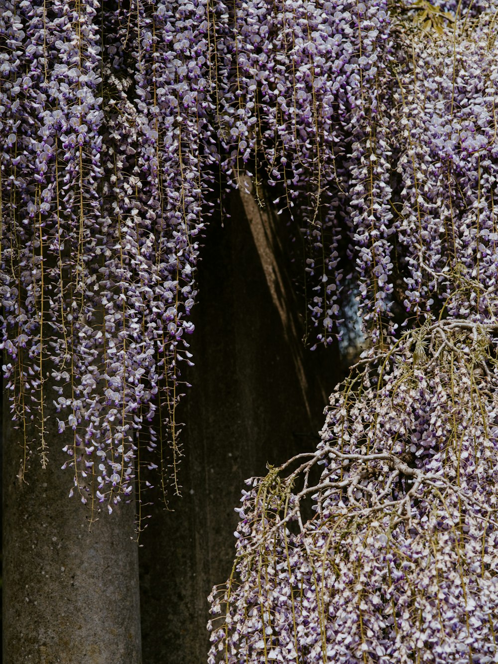 purple flowers are growing on the branches of a tree