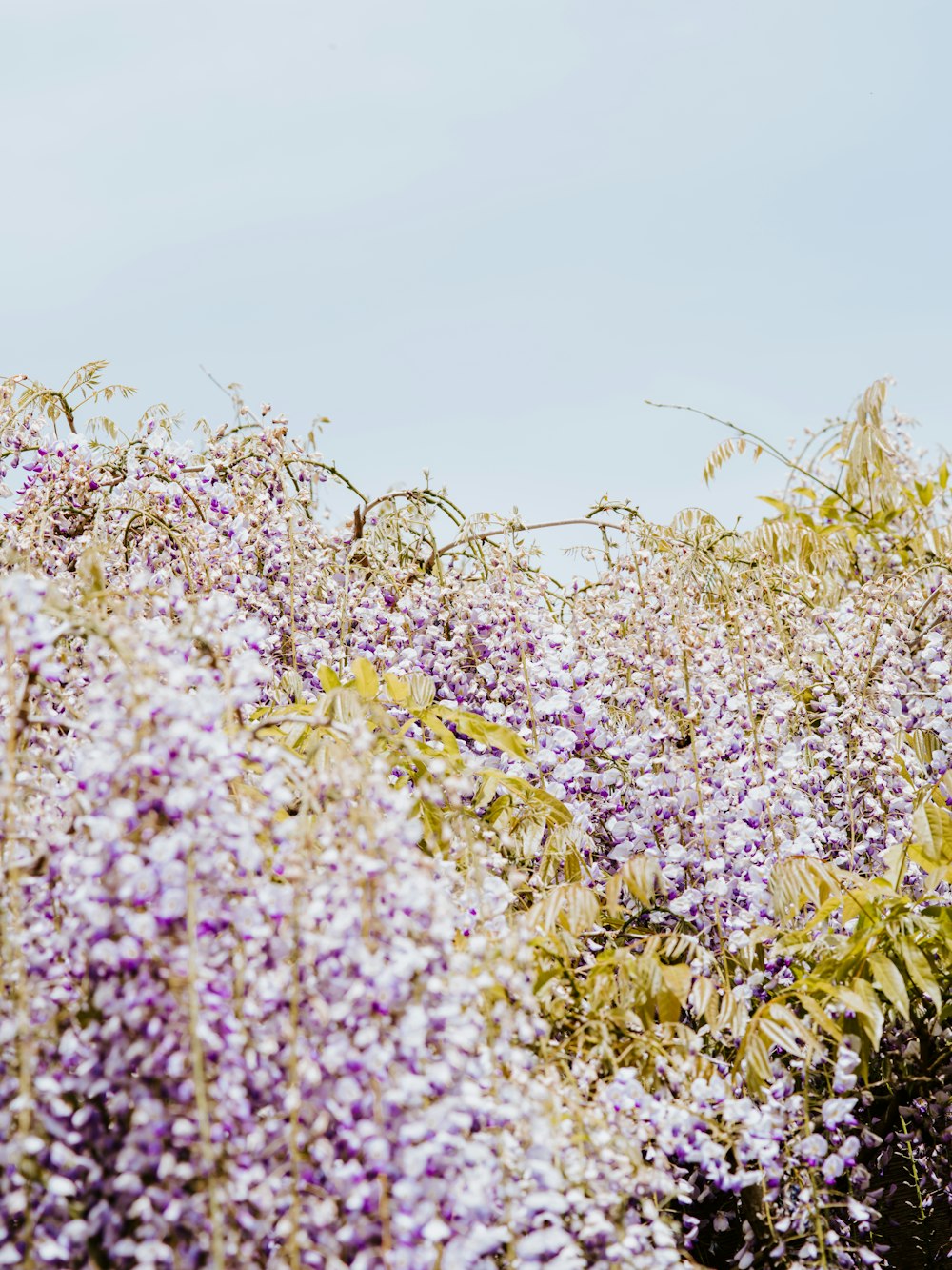 pink and white petaled flowers