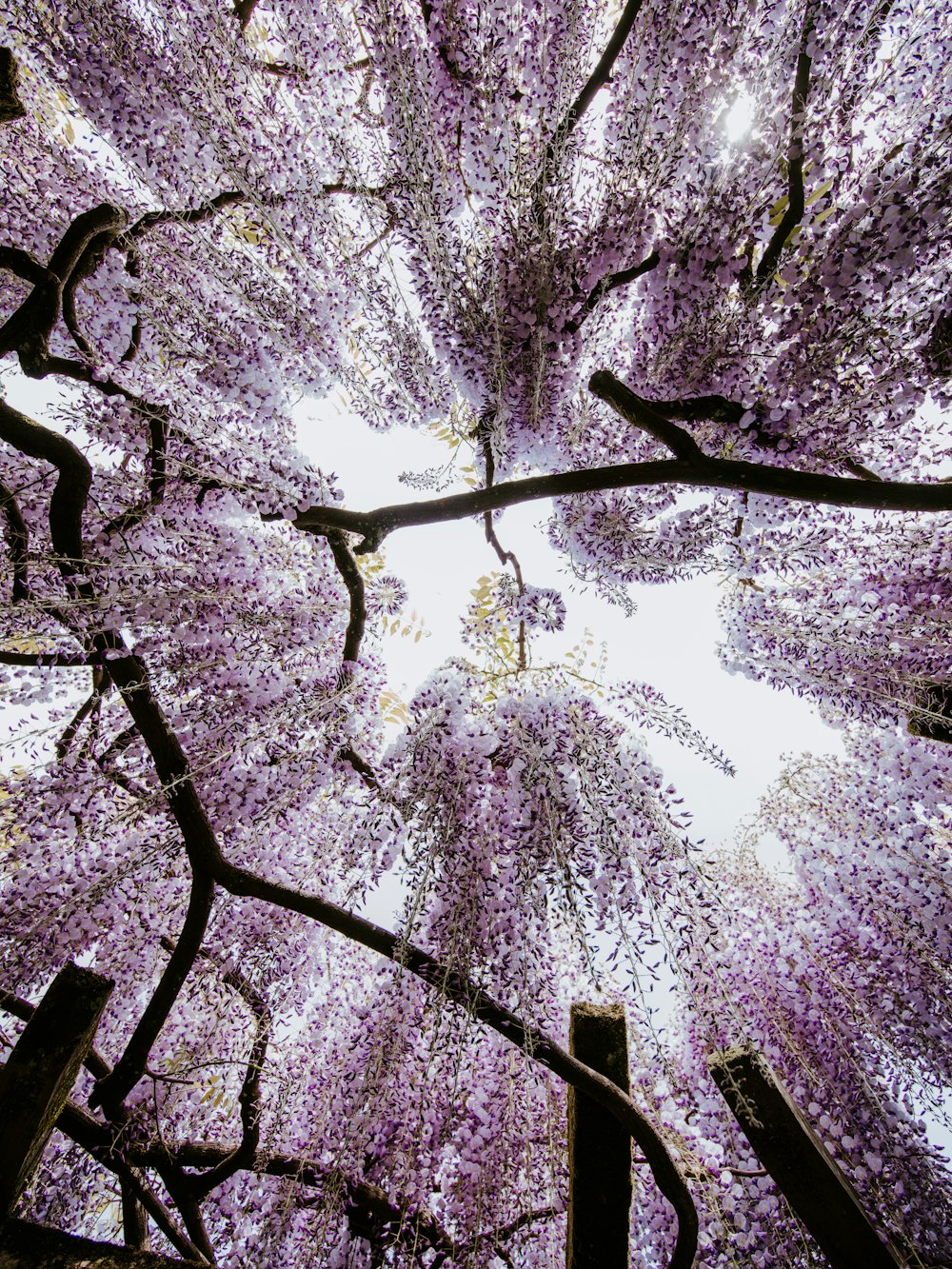 紫色の花の木の天蓋を見上げる