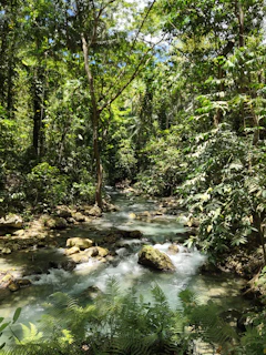body of water surrounded by tree during daytime