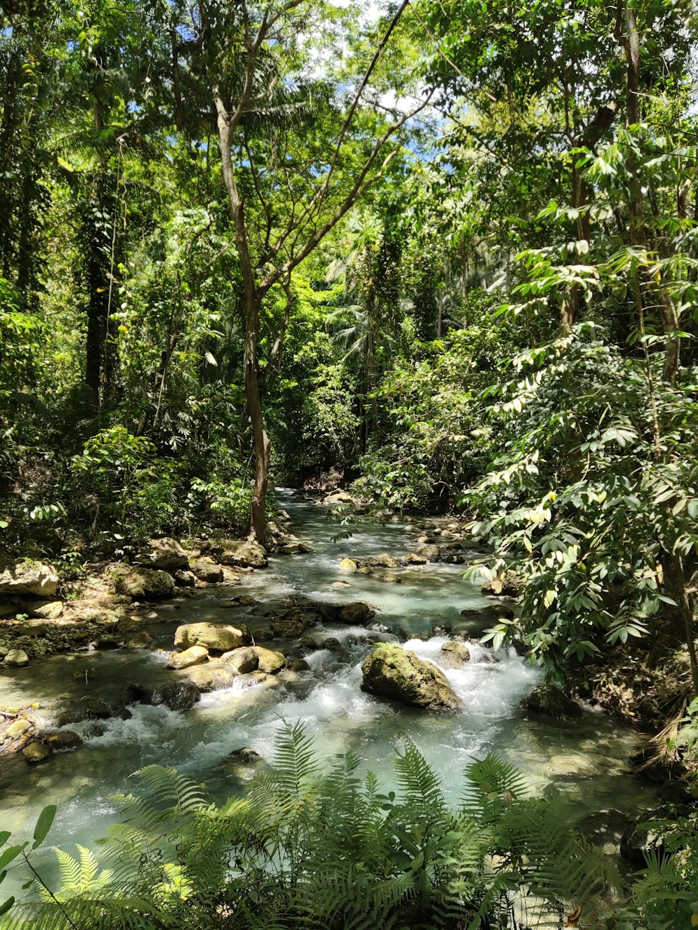 body of water surrounded by tree during daytime