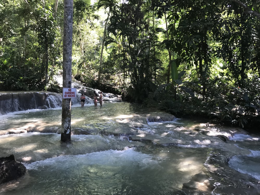 people standing on river surrounded with tall and green trees