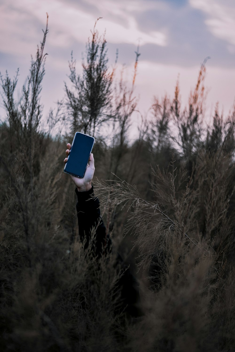 personne levant le téléphone sur la forêt