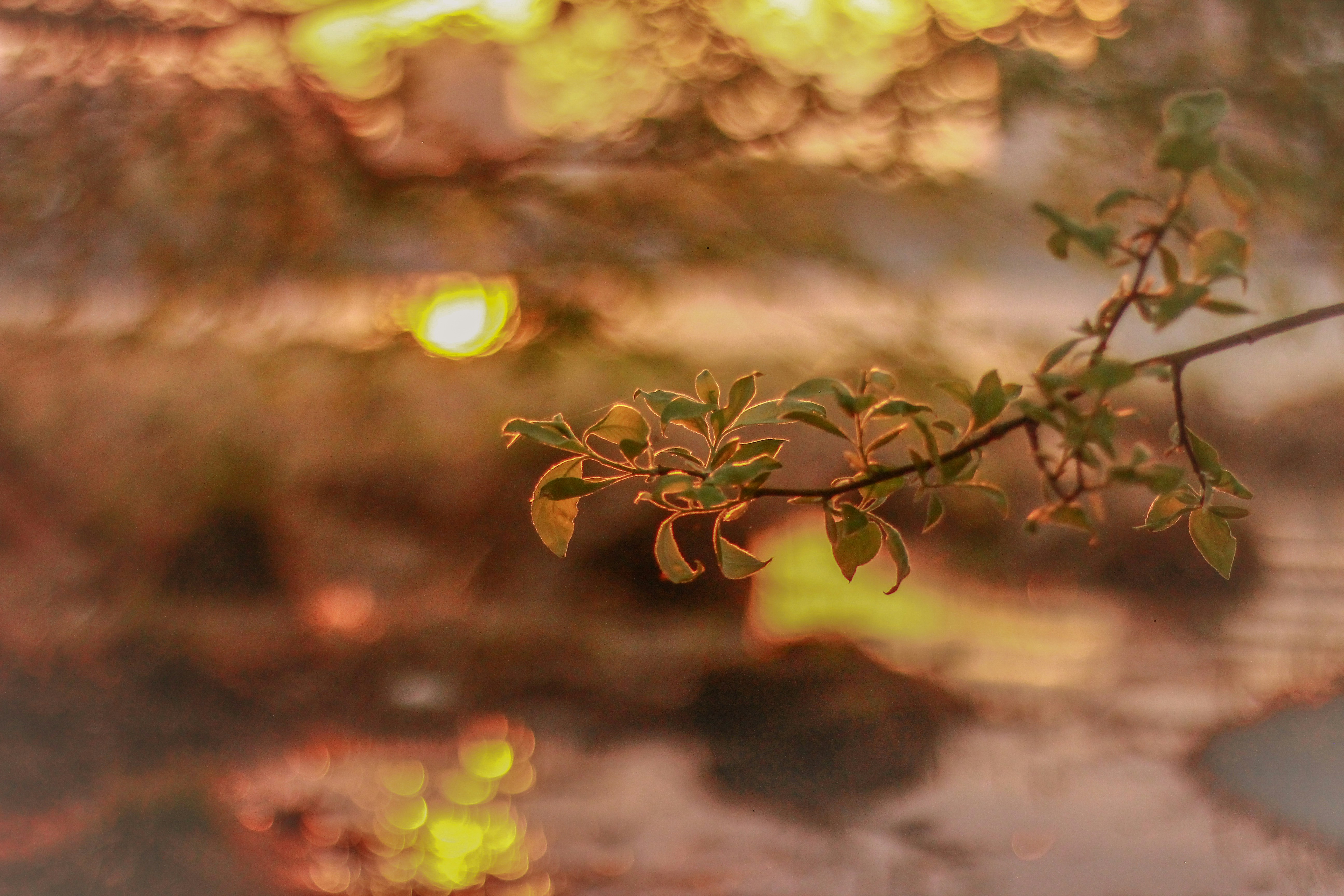 Photo by anastasiavitph