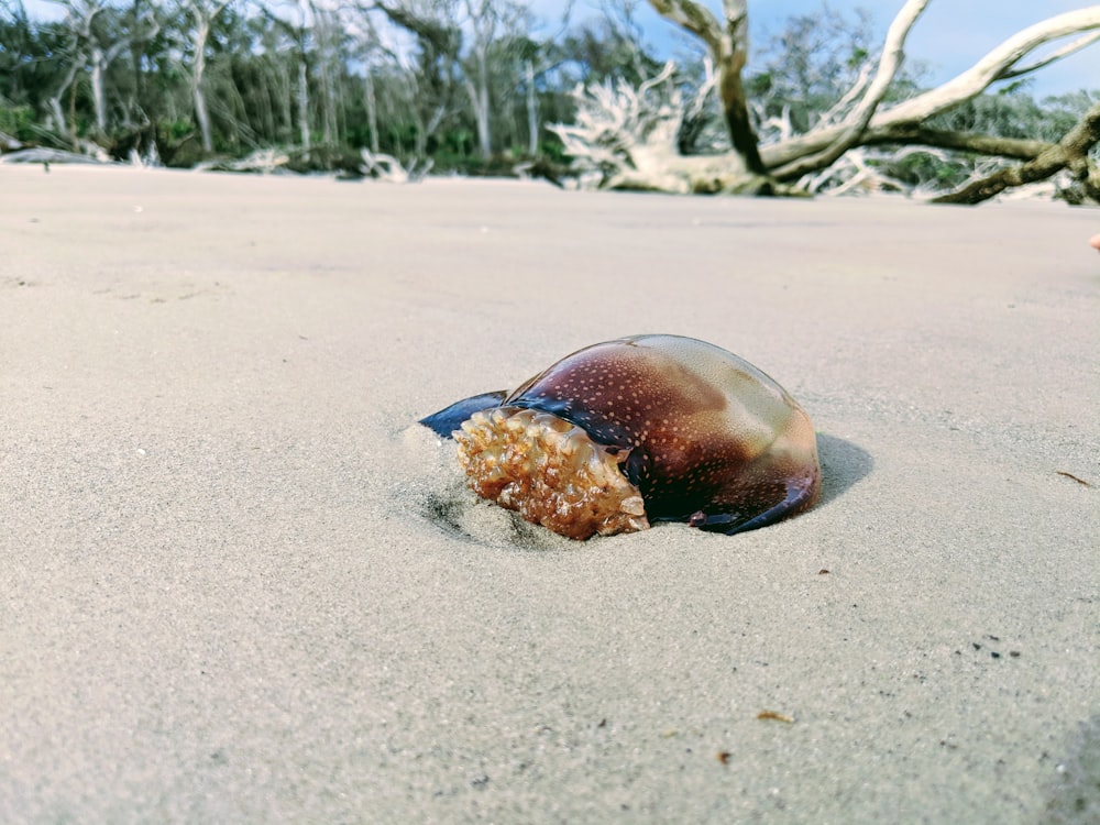 brown animal on sand near driftwood