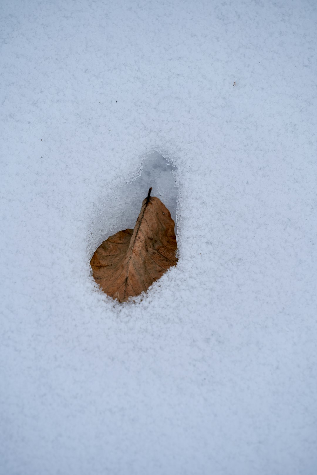 brown dried leaf on snow