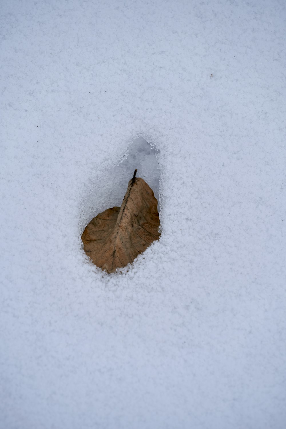 Foglia secca marrone sulla neve