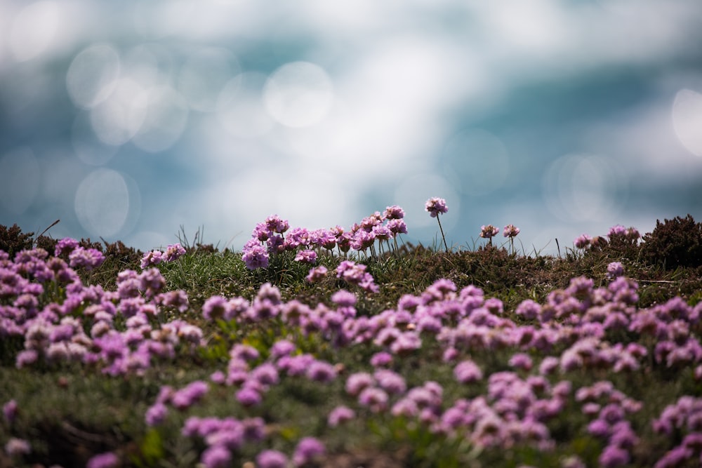 blooming purple cluster flowers