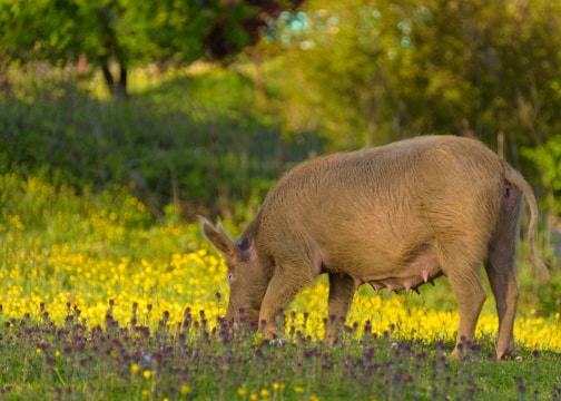 A peaceful pig farm with healthy pigs grazing in a green pasture under a clear blue sky.