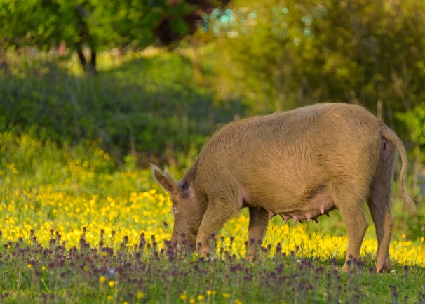 A serene morning scene of kunekune pigs grazing near wildflowers with misty Sierra Nevada hills in the background.