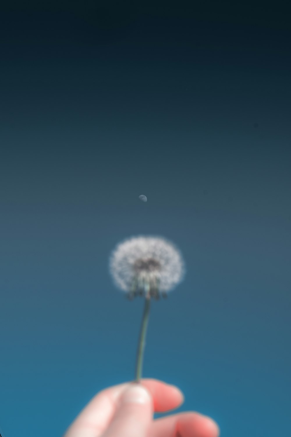 person holding dandelion flower