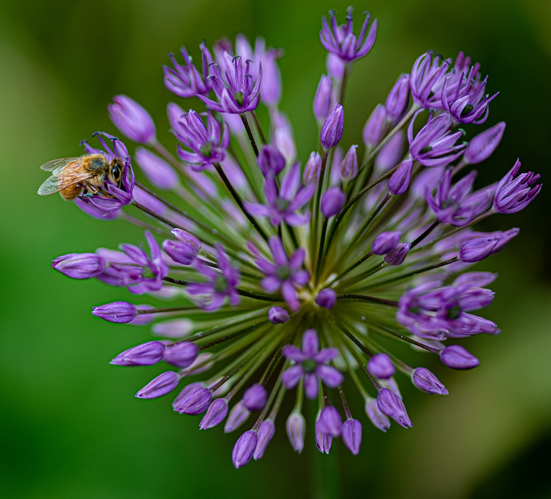 shallow focus photo of bee on purple flowers