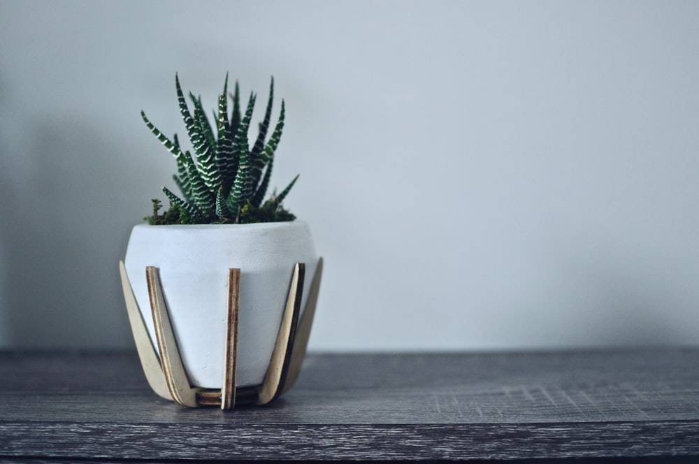 green zebra succulent on white pot