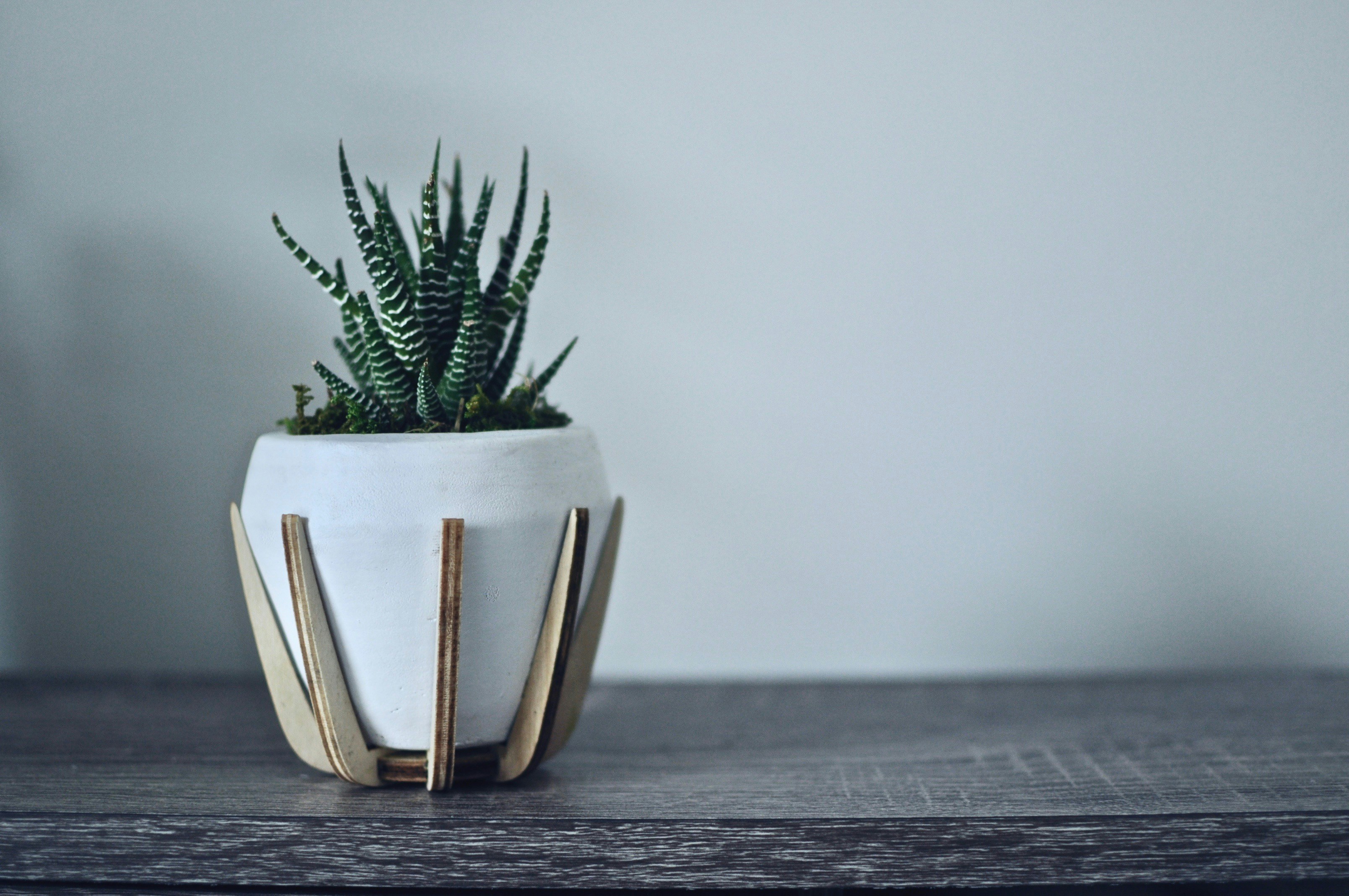 green zebra succulent on white pot