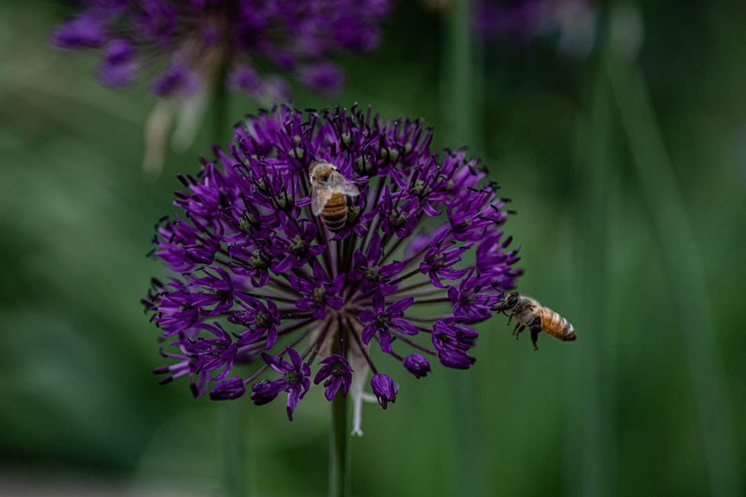 yellow bees on purple flower