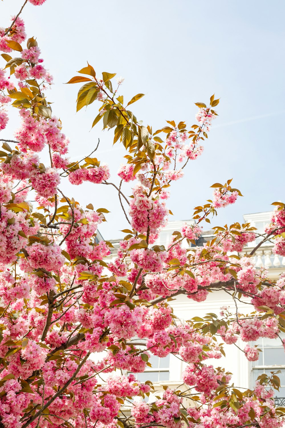 낮 클로즈업 촬영 중 분홍색 꽃 나무
