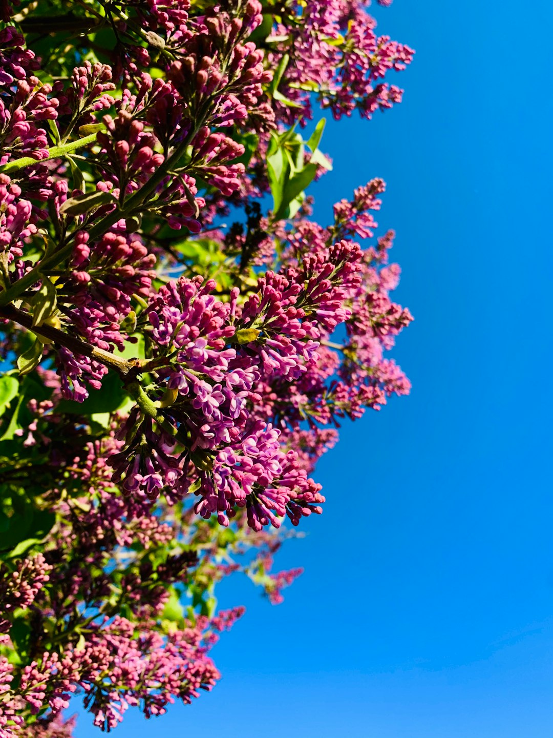 selective focus photography of pink flower