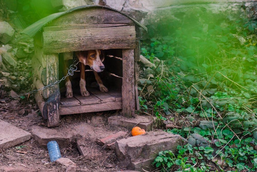 brown and white dog on brown wooden doghouse