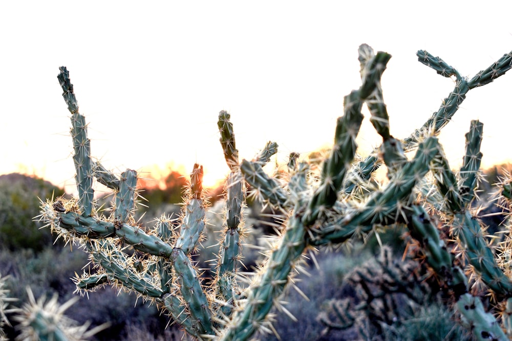 green cactus plants