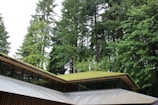 A modern building with a green roof is set against a backdrop of tall, lush evergreen trees. The architecture features angular lines and large glass windows, integrating the structure harmoniously with the surrounding natural landscape.