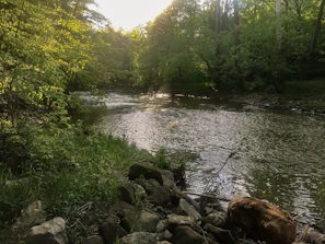 A serene river flowing gently through a lush green forest at sunrise, symbolizing peaceful devotion.