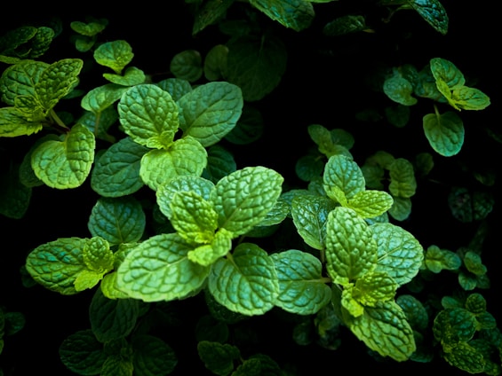 Close-up of a fresh mint leaf and natural ingredients like ginseng and licorice arranged around a bottle of Dentazen mouthwash.