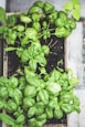 green plant on brown pot