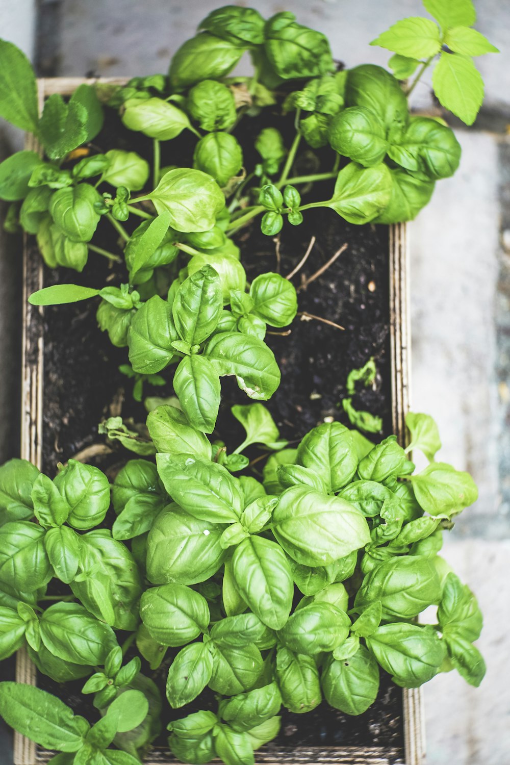 茶色の鉢に緑の植物